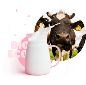 black and white cow, jar with milk